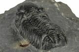 1.85" Detailed Austerops Trilobite - Ofaten, Morocco - #197145-4